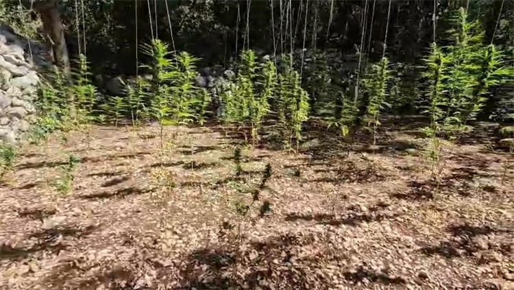 Slika /PU splitsko-dalmatinska 2025 NOVO/Droga/marihuana makarska.jpg